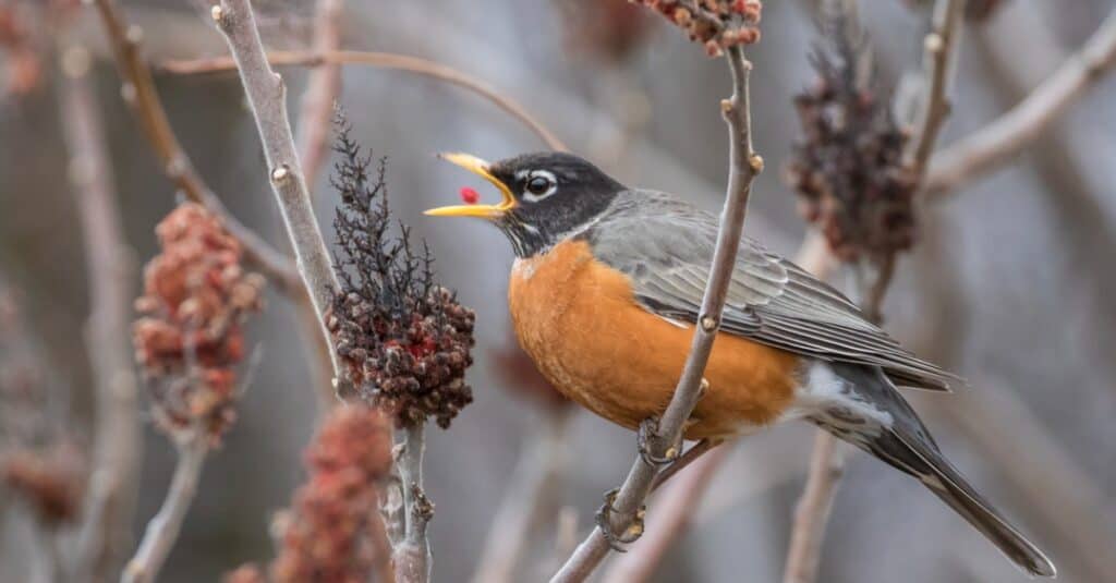 American robin eating a berry