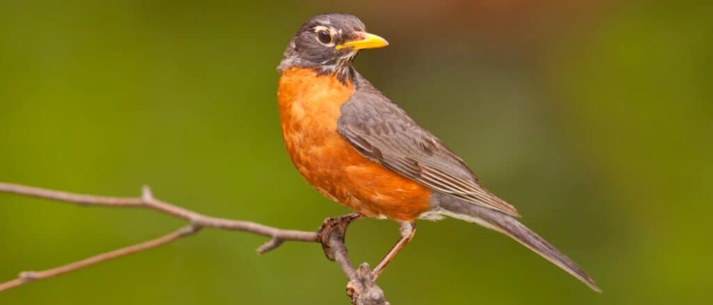 What's the Difference: European Robin vs American Robin - Birds