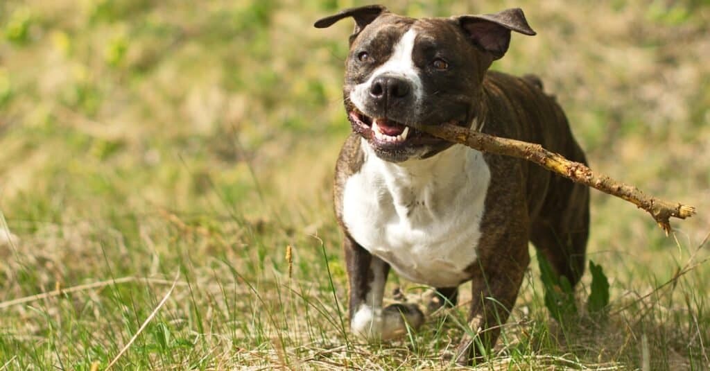 American staffordshire terrier running with stick in its mouth