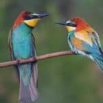 A pair of beautiful birds of paradise perched on a branch.