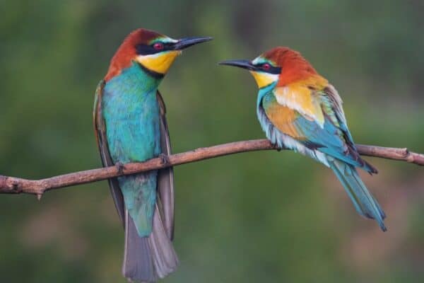 A pair of beautiful birds of paradise perched on a branch.