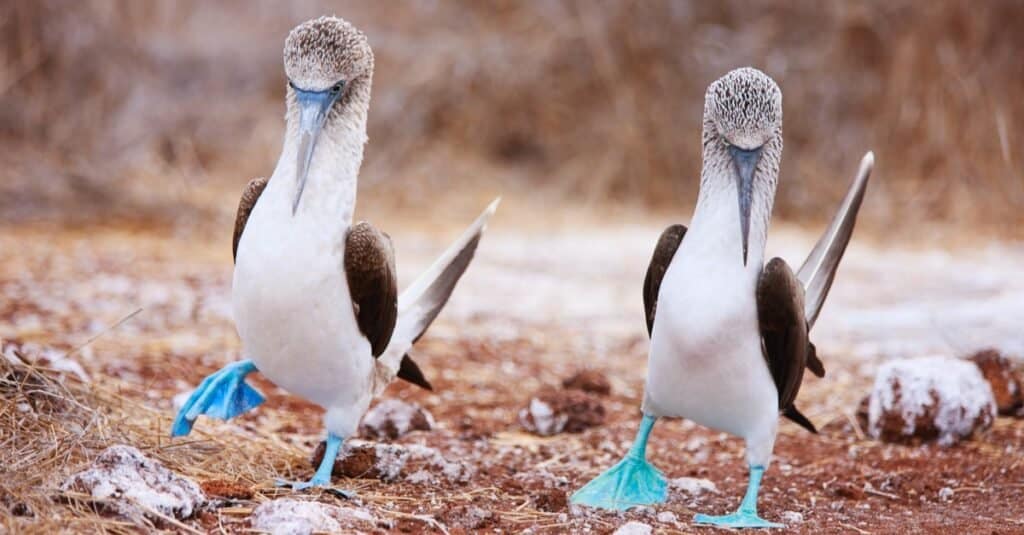 5 Birds That Look Like Penguins - A-Z Animals