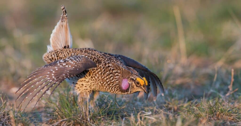 Grouse vs Pheasant