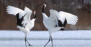 The Top 10 Incredible Animals That Dance Picture