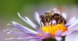 How Many Legs Do Bees Have? 7 Interesting Facts About Bee Anatomy Picture