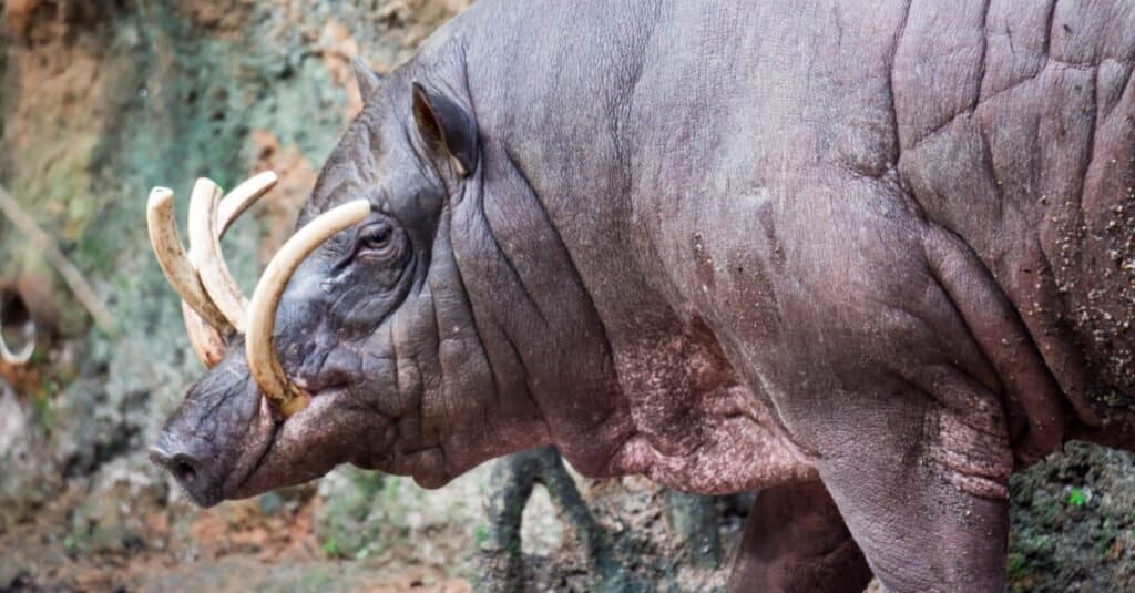 Babirusa Impaled