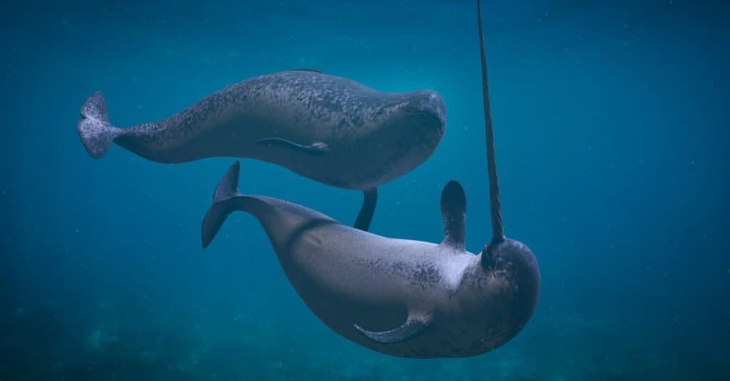 narwhal calf