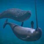 A Narwhal couple, two Monodon monoceros playing in the ocean.