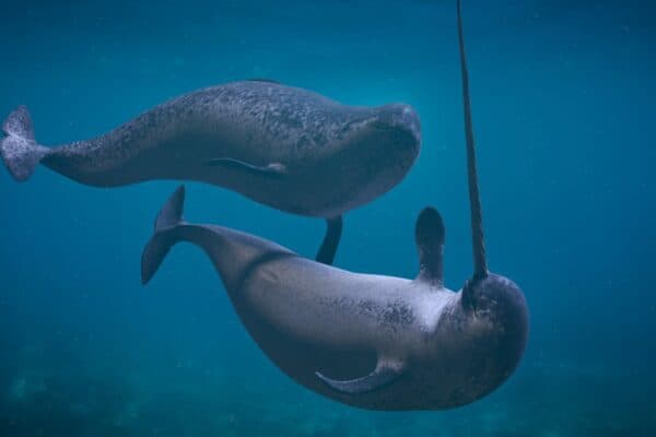 A Narwhal couple, two Monodon monoceros playing in the ocean.