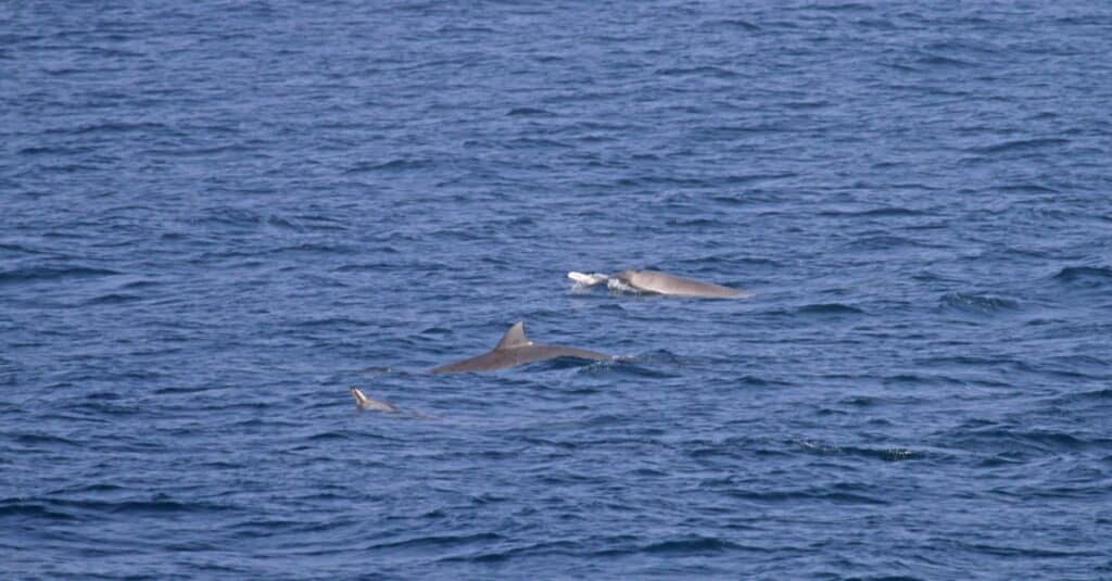 Animals That Have Tusks-Strap-toothed Whale