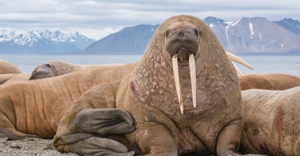 Animals That Have Tusks-Walrus