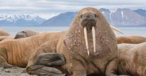 This Walrus Is So Huge It Towers Over a Mama Polar Bear photo