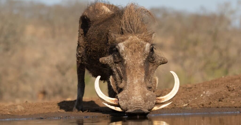 Animals That Have Tusks-Warthog