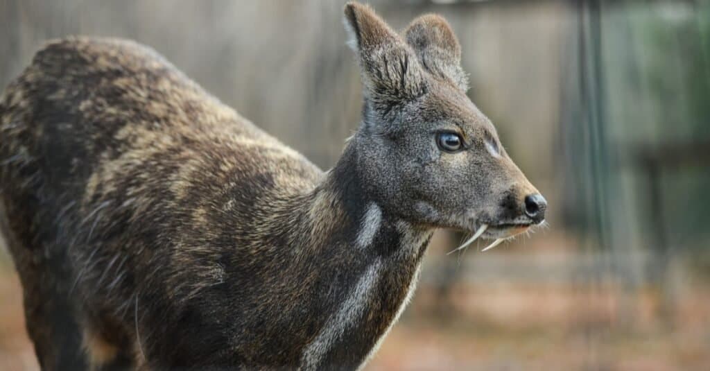 Animals That Have Tusks-deer