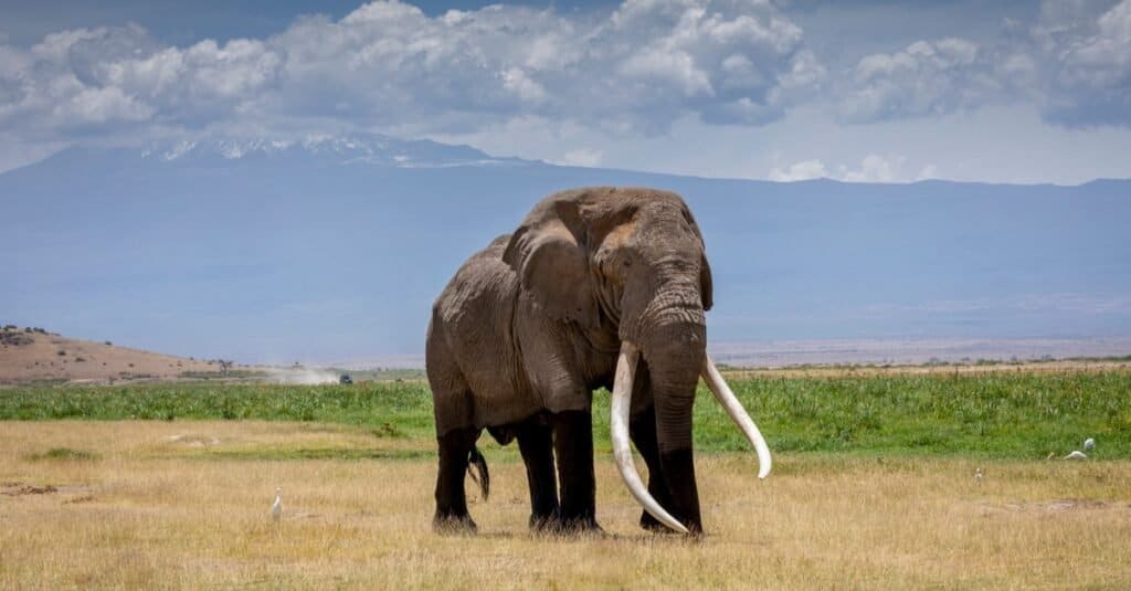 animal with tusks - elephant