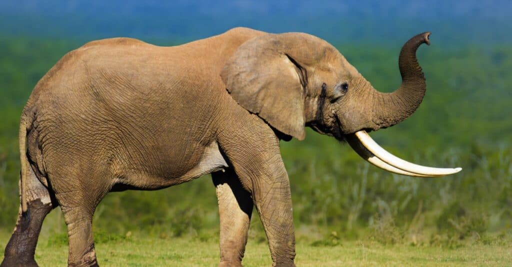 Animals That Have Tusks