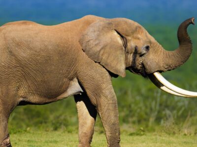 A 7 Animals That Have Tusks (and How They’re Different From Horns)