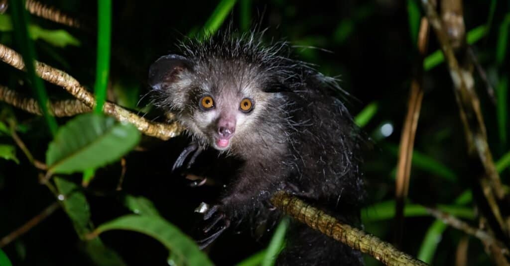 one of the most incredible aye aye facts is that they are the largest nocturnal primate in the world