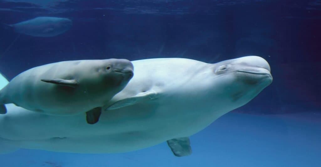 Animals that use sonar - beluga whales