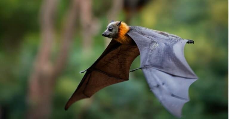 Animals That Use Sonar-bat