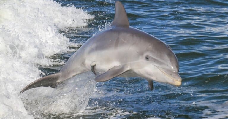 Animals That Use Sonar-dolphin