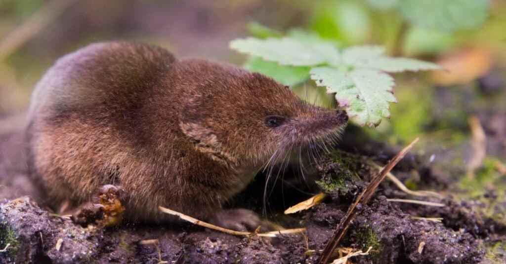 Animals That Use Sonar-shrew