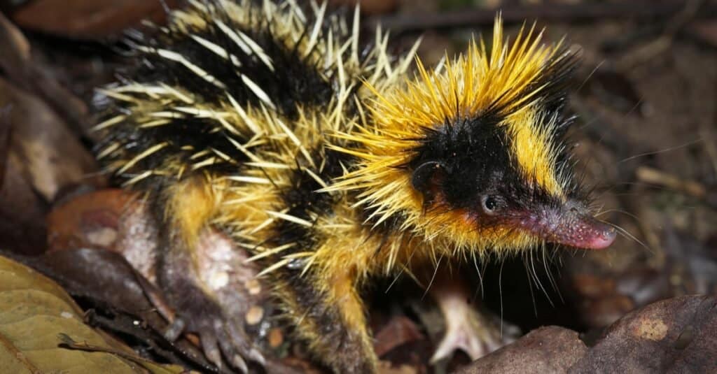 Animals That Use Sonar-tenrec