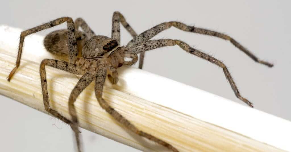 An up close photo of brown recluse spider