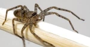 Wisconsin’s 3 Most Dangerous Spiders This Summer, and How to Spot Them Picture
