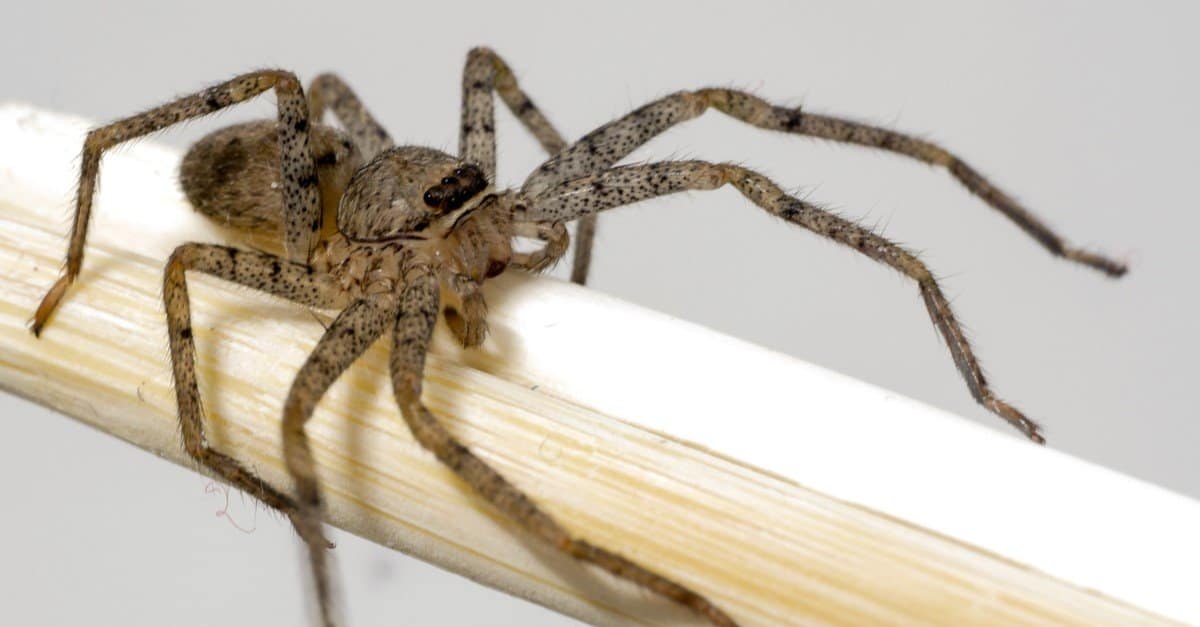 Animals With Exoskeletons-Brown Recluse