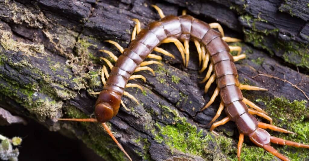 Animals With Exoskeletons-Centipede