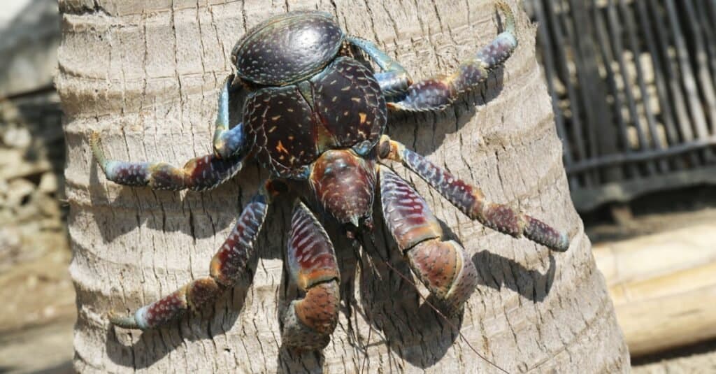 Coconut crabs are undergoing decarcinization as they are evolving away from a crab-like body.