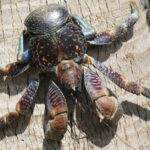 Coconut crab, an iconic animal of the Batanes islands in Philippines. The coconut crab is also known as the robber crab or palm thief.