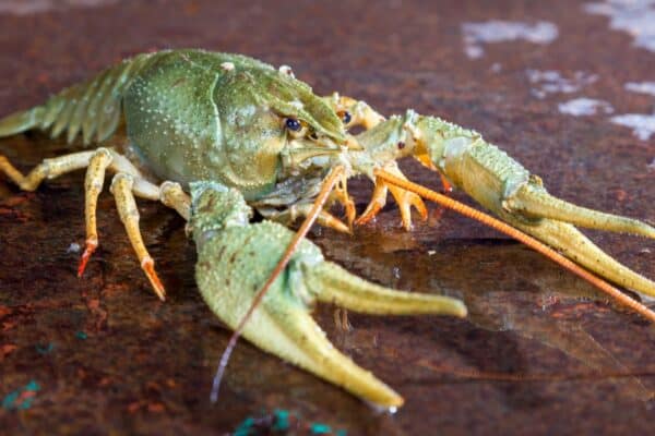 A live crayfish on a metal surface. Over 350 species of the 500 crayfish species of the world live in the United States.