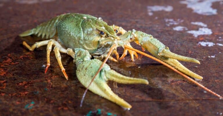 Animals With Exoskeletons-Crayfish