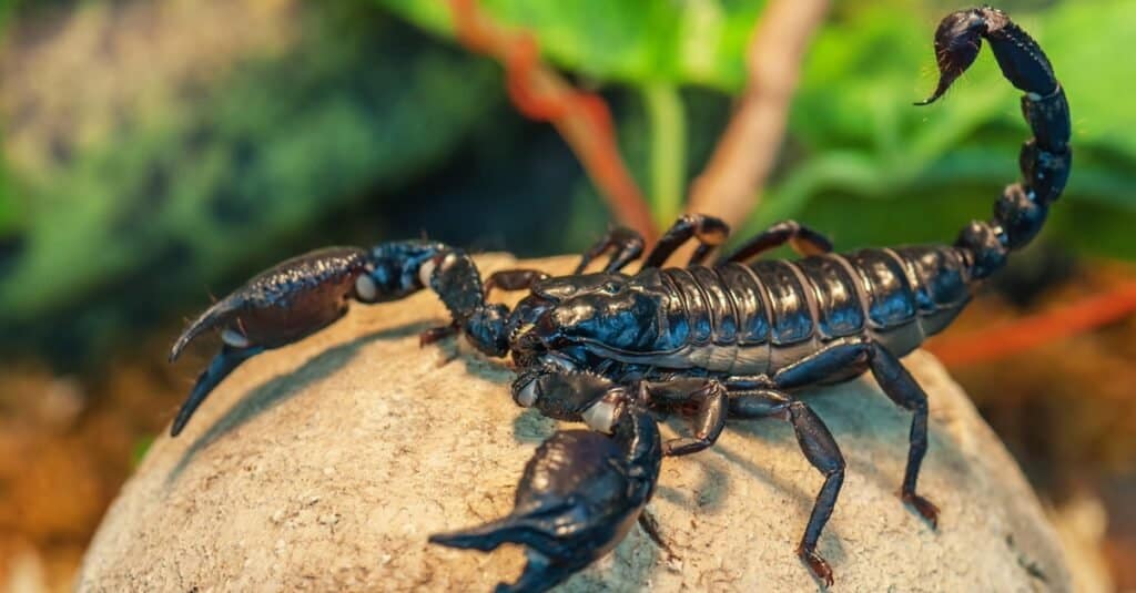 Close-up image of an Emperor scorpion, showcasing its large size and distinctive features.