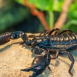 The Emperor Scorpion is one of the largest scorpions in the world.