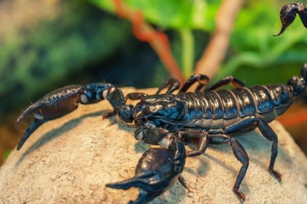 The Emperor Scorpion is one of the largest scorpions in the world.