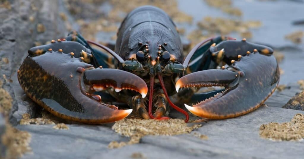 live lobsters in water