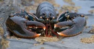 Discover The Largest Lobster Ever Caught in Maine Picture