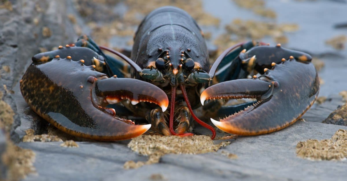 live lobster swimming