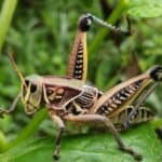 An Eastern lubber grasshopper eating a leaf. Grasshoppers Existed Long Before Dinosaurs.