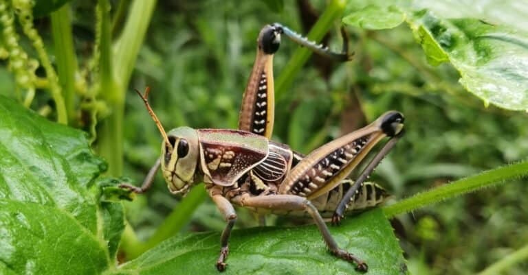 Animals With Exoskeletons-Grasshopper