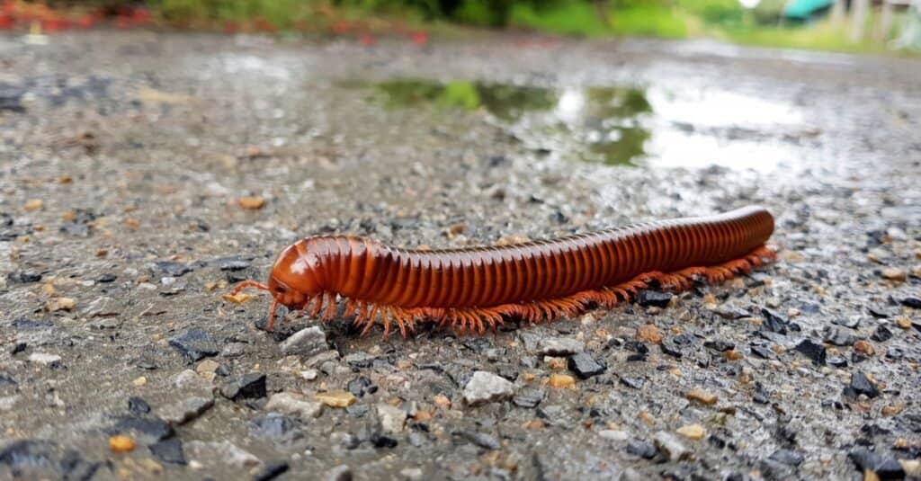 One of the most incredible millipede facts is that they were the first animal to live in land.