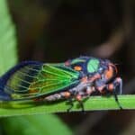 Beautiful cicada - Carineta diardi in the forest, climbing a plant. Cicadas are one of the loudest insects.