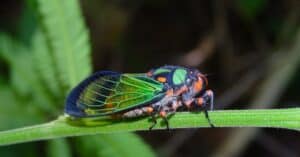 What Do Cicadas Eat? Picture