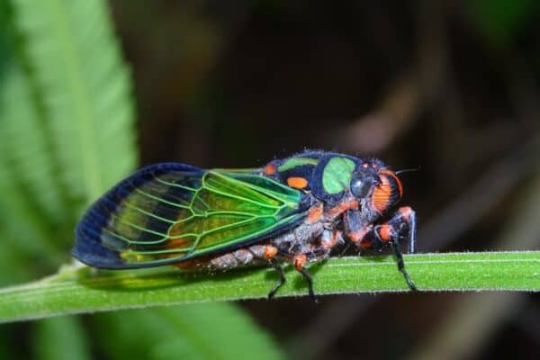 Beautiful cicada - Carineta diardi in the forest, climbing a plant. Cicadas are one of the loudest insects.