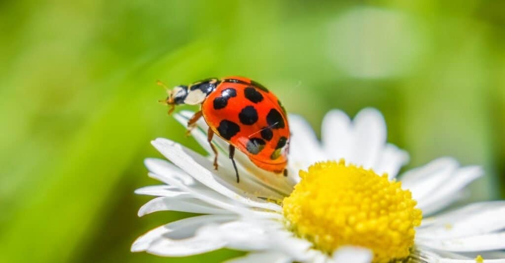Animals With Exoskeletons-ladybug
