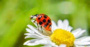 Ladybug Lifespan: How Long Do Ladybugs Live? Picture