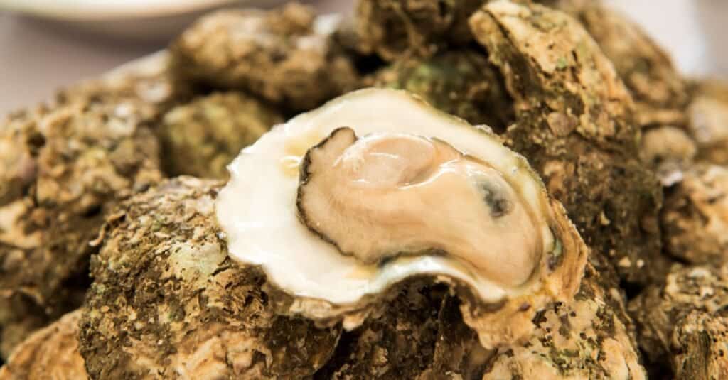 Animals with Exoskeletons - Oysters